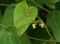 Umbelled Creeping Cucumber